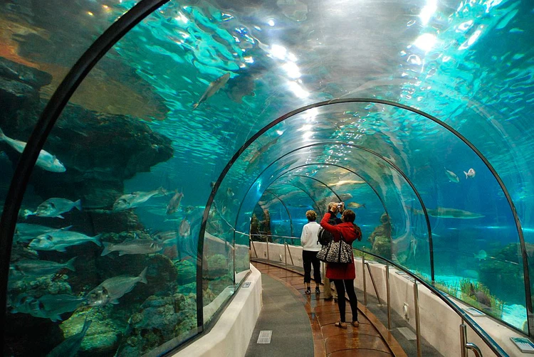 sealife